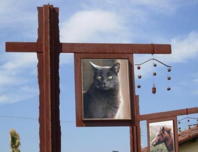 Maxie-Animal_Shelter_9549.jpg